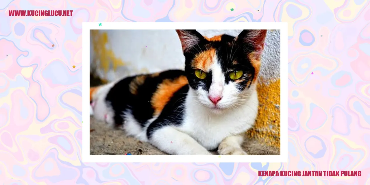 Kucing Jantan Tidak Pulang