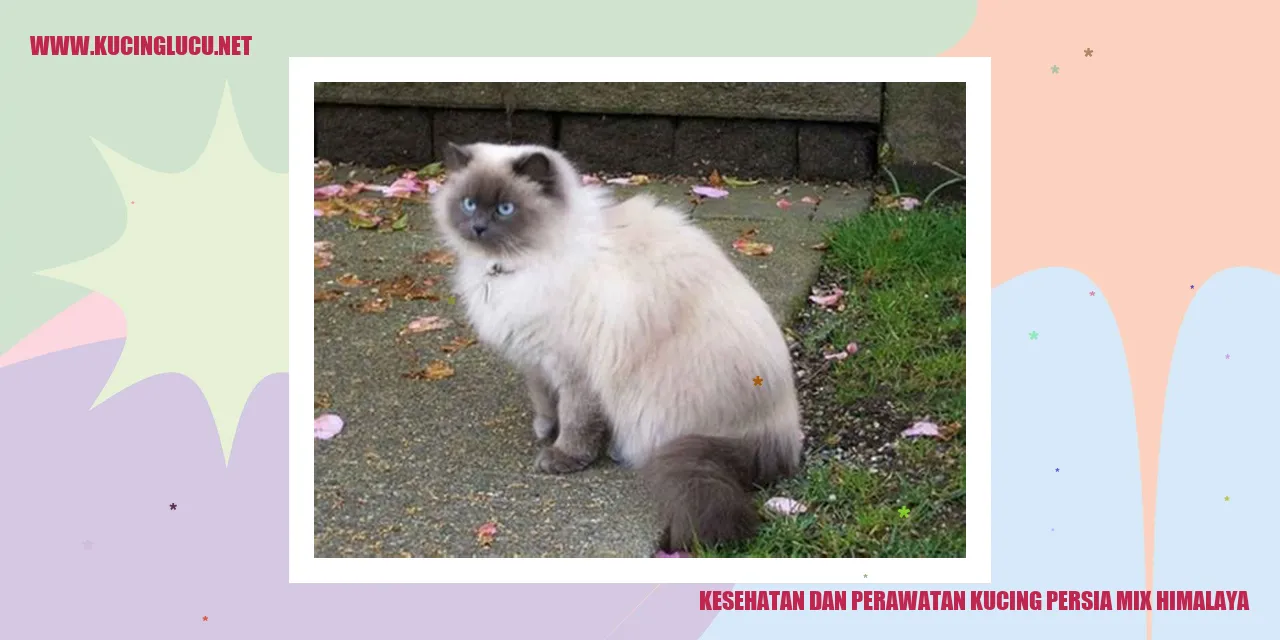 gambar kucing persia mix himalaya yang sehat dan bahagia
