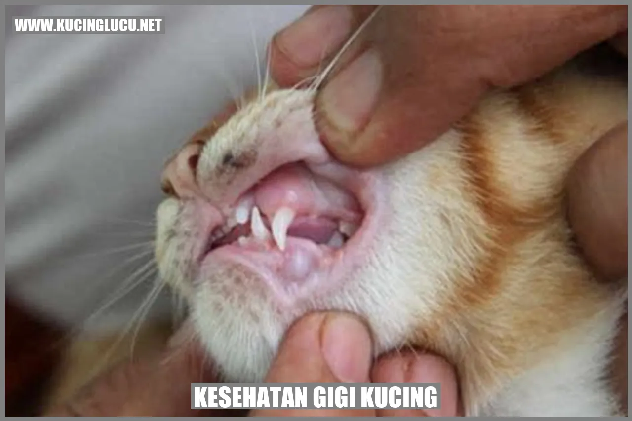 Gigi kucing