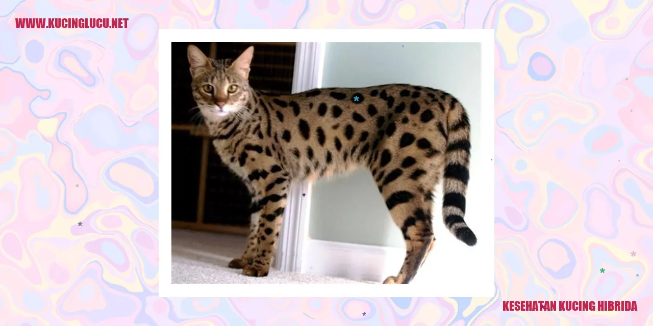 Perawatan Kucing Hibrida