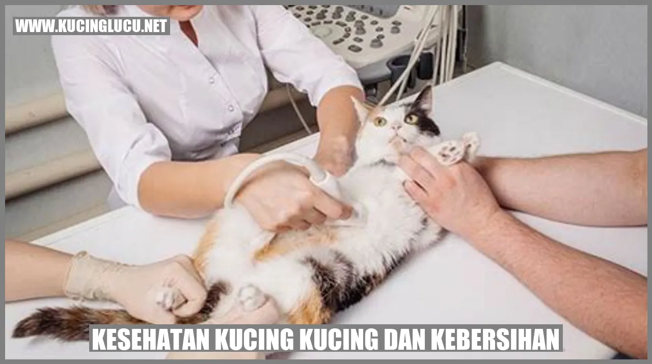 Kucing Sehat