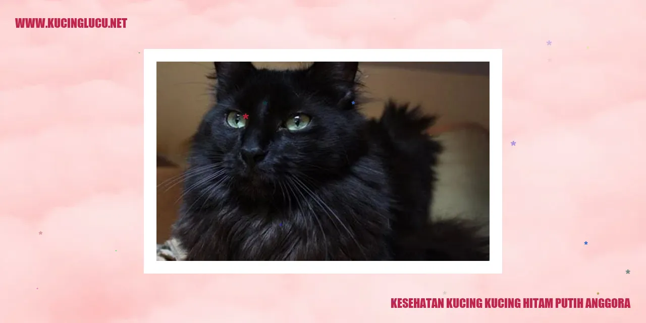 Kucing Hitam Putih Anggora