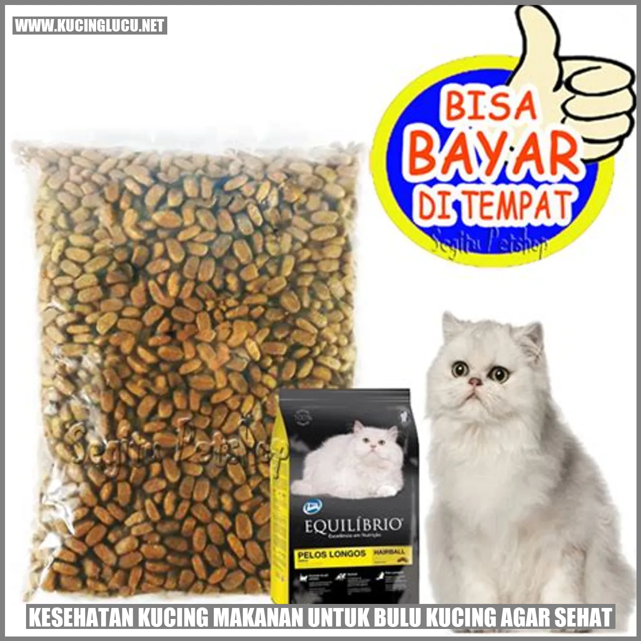 Gambar Kucing yang Sehat