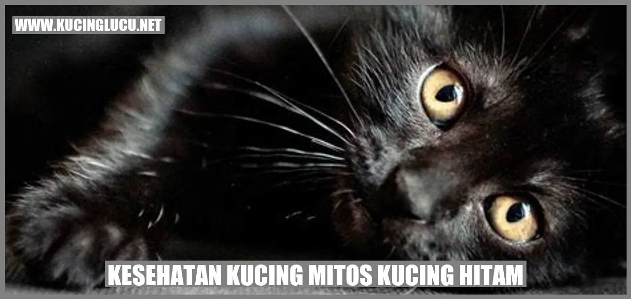 Kucing Hitam