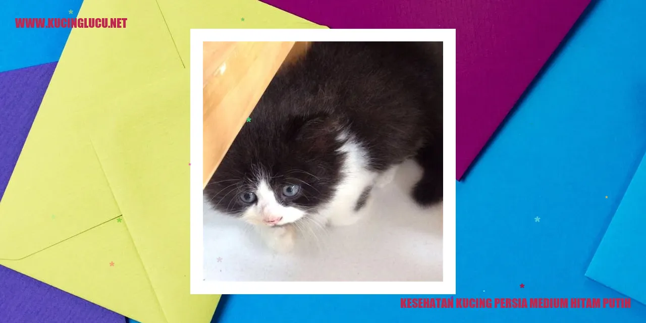 Kucing Persia Medium Hitam Putih