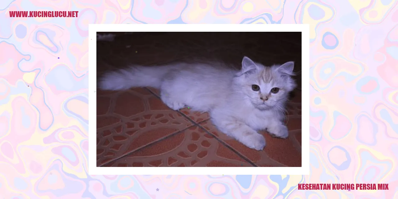 Kucing Persia Mix