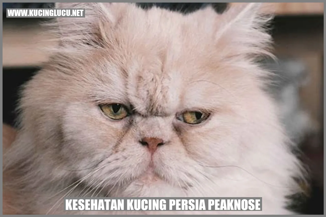 Gambar Kucing Persia Peaknose
