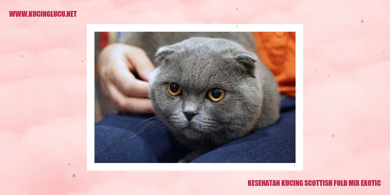 Perawatan Kesehatan Kucing harga kucing scottish fold mix exotic