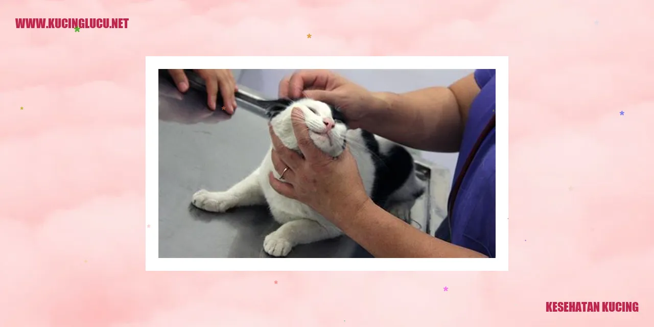 kucing sehat
