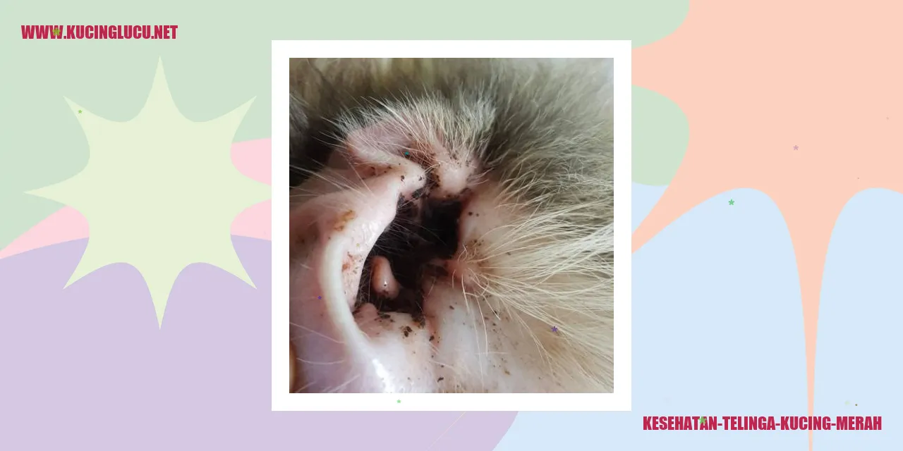 Kucing merah yang terjaga kesehatannya
