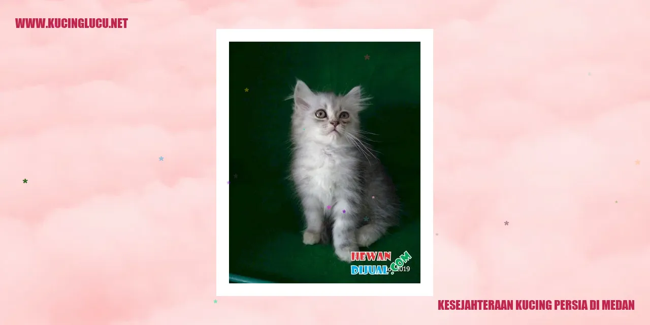 Perawatan Kehati-hatian Hewan Kucing Persia di Medan