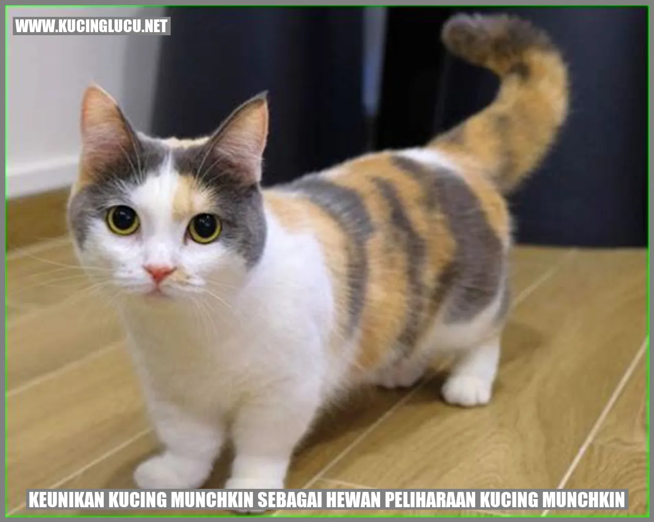 Gambar Kucing Munchkin