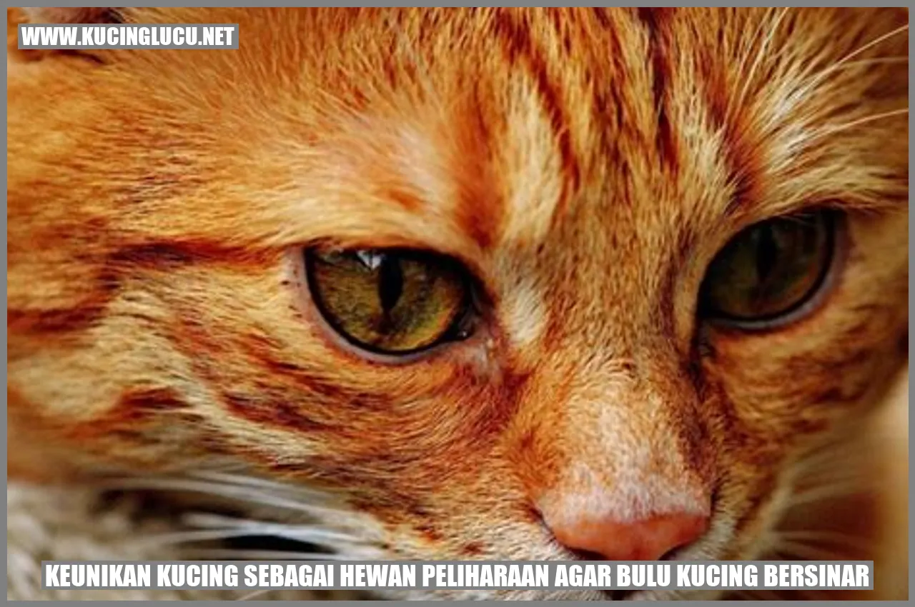 Kucing dengan bulu yang bersinar