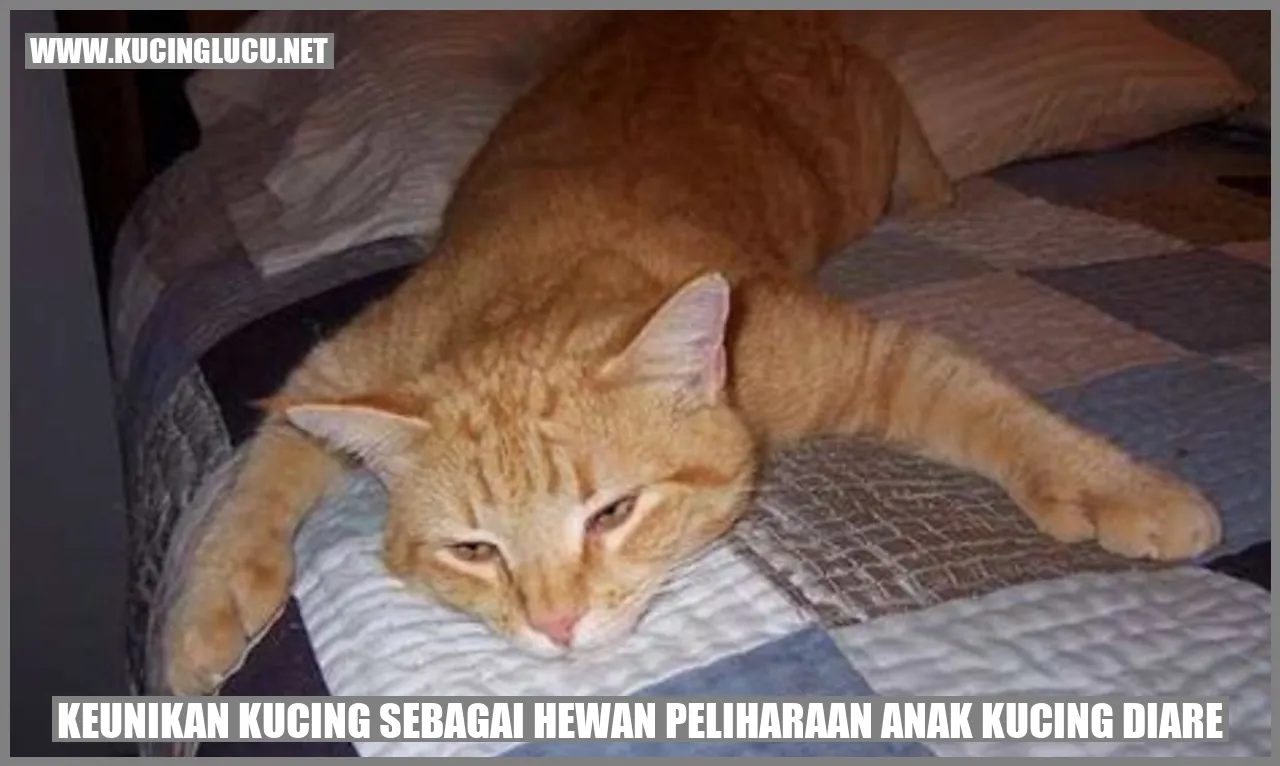 Anak Kucing Diare