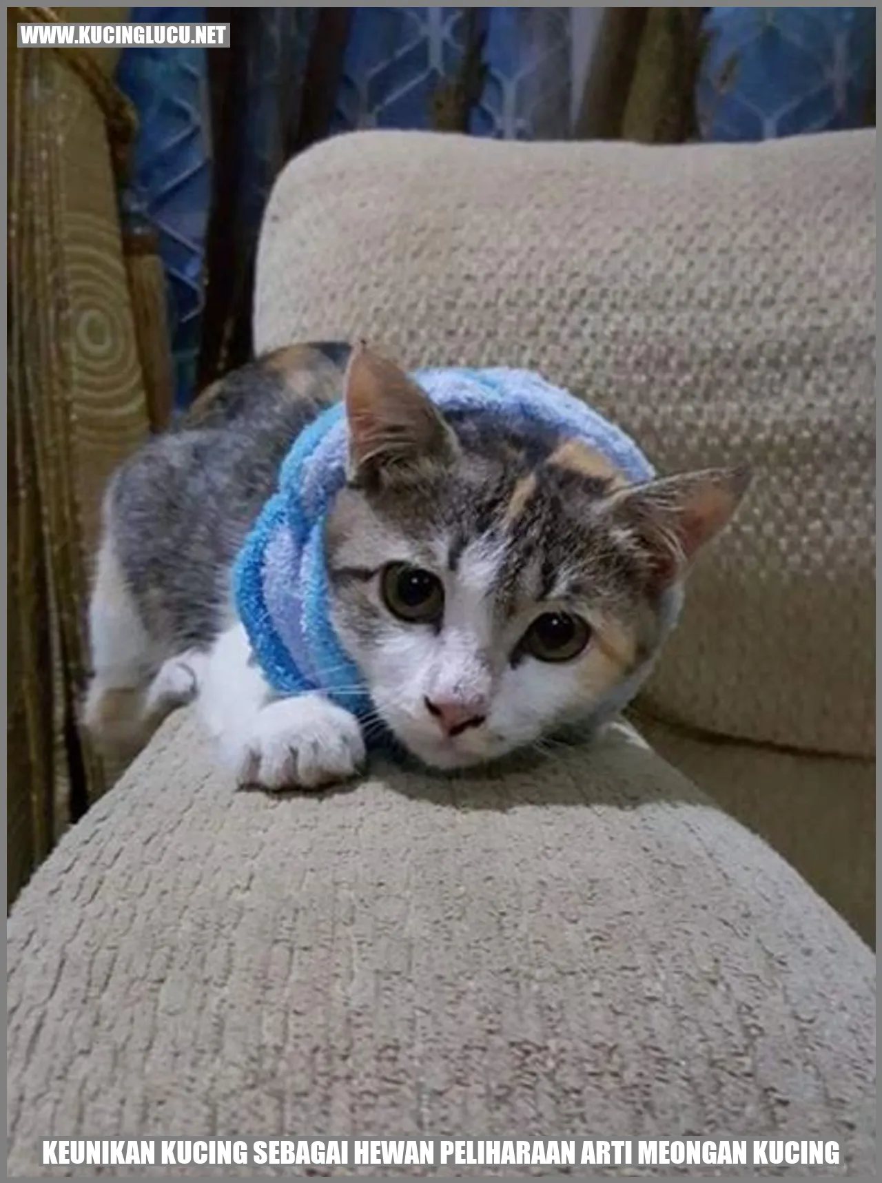 Kucing meong