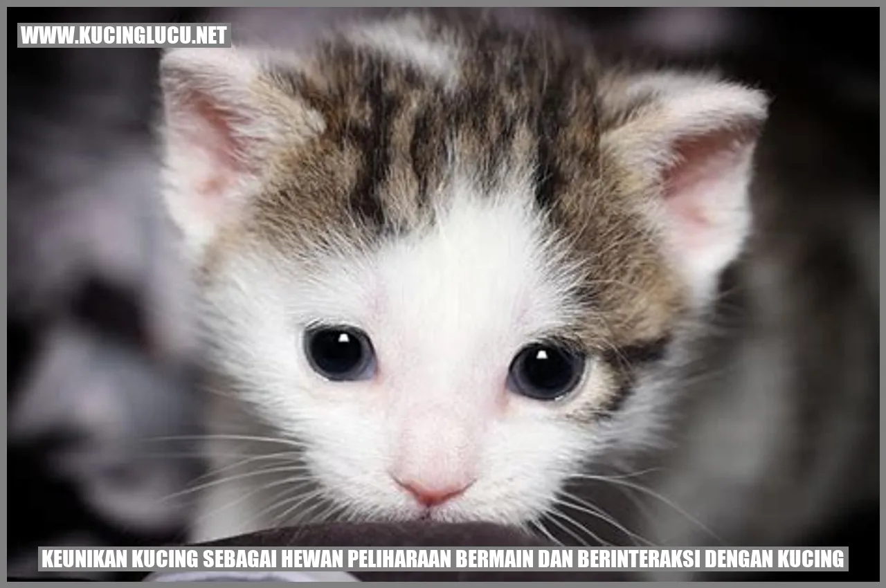 Kucing yang bermain dengan bola