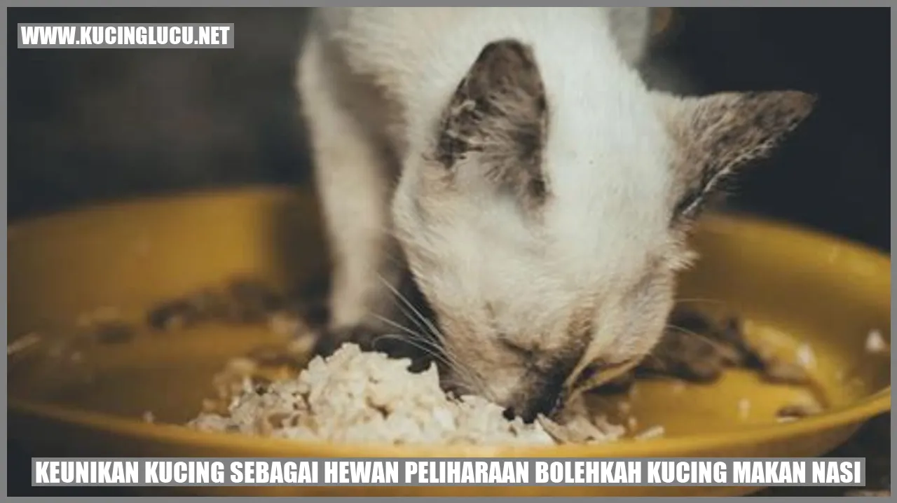 Kucing