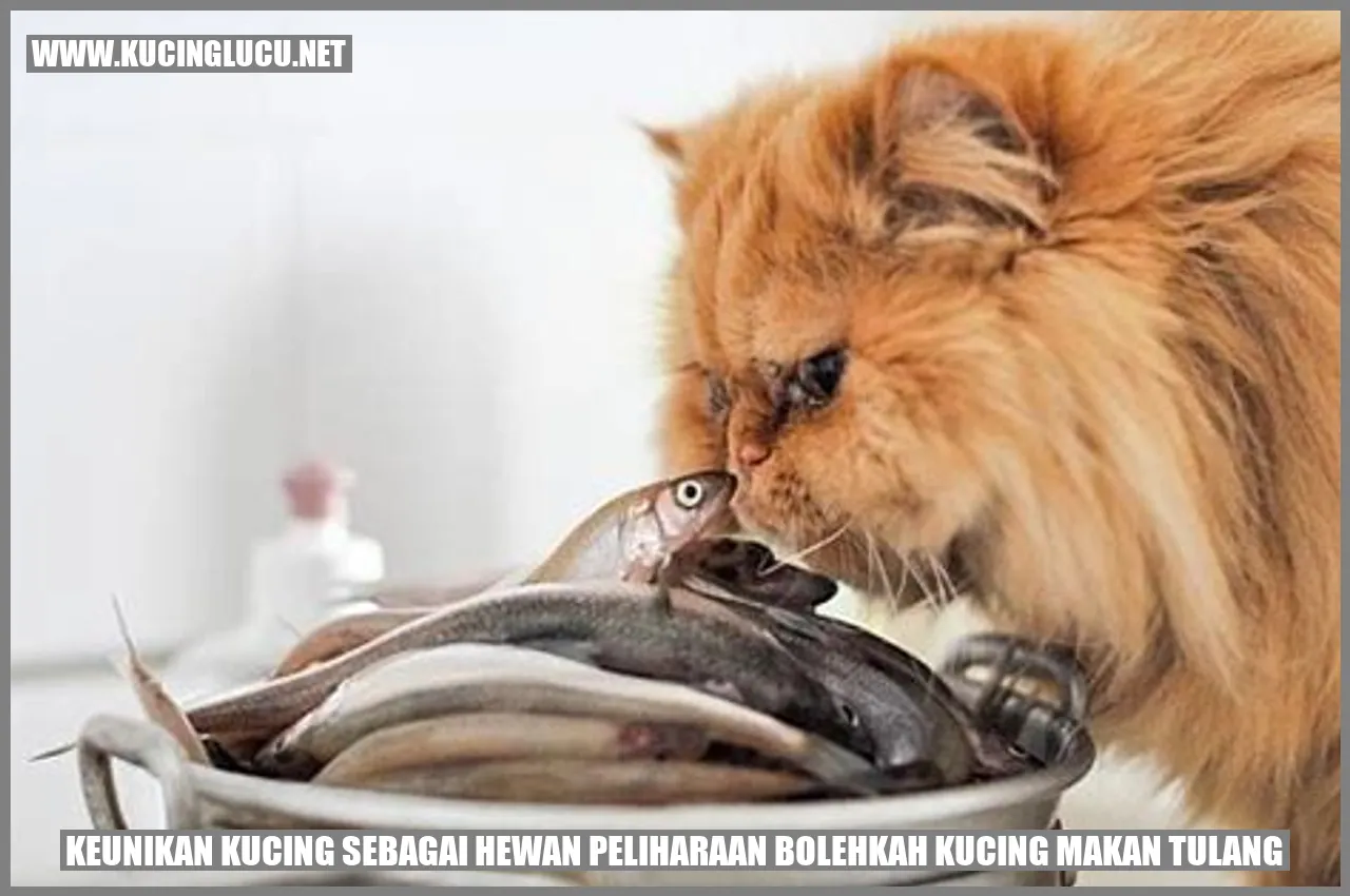 Gambar Kucing
