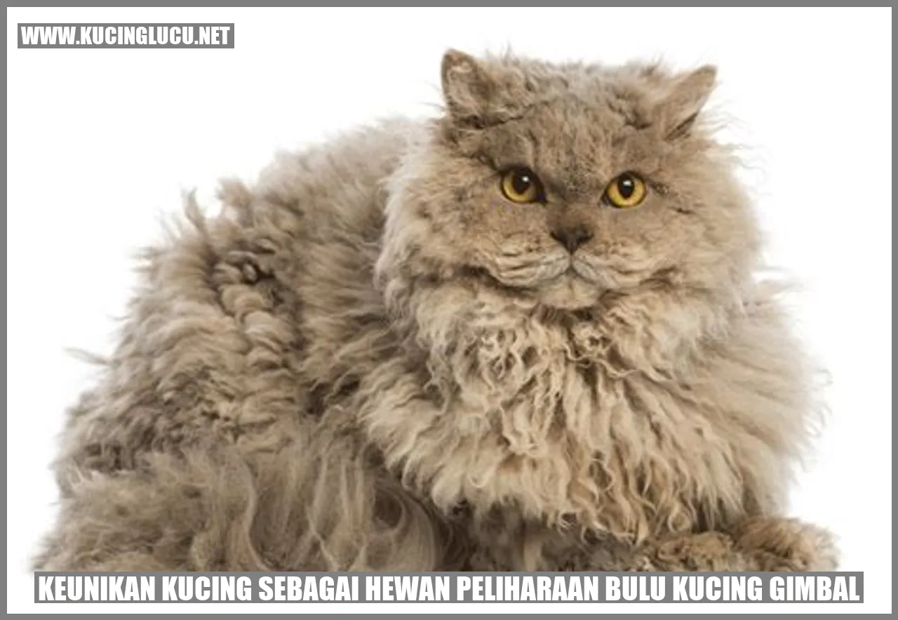 Keunikan Kucing dengan Bulu Gimbal Sebagai Hewan Peliharaan
