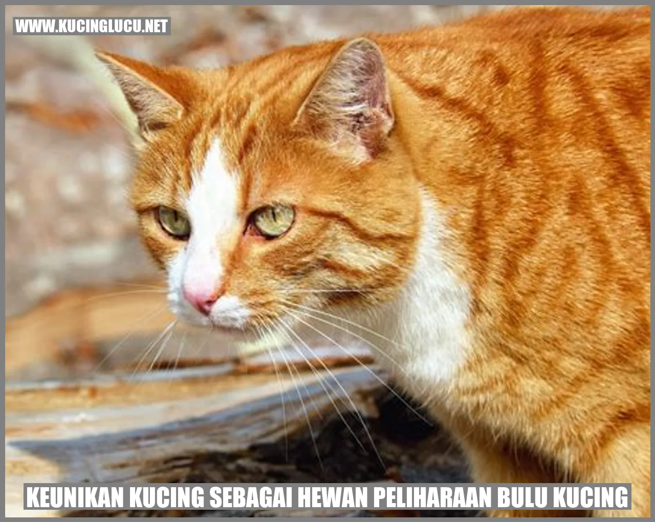 Kucing yang Mengagumkan
