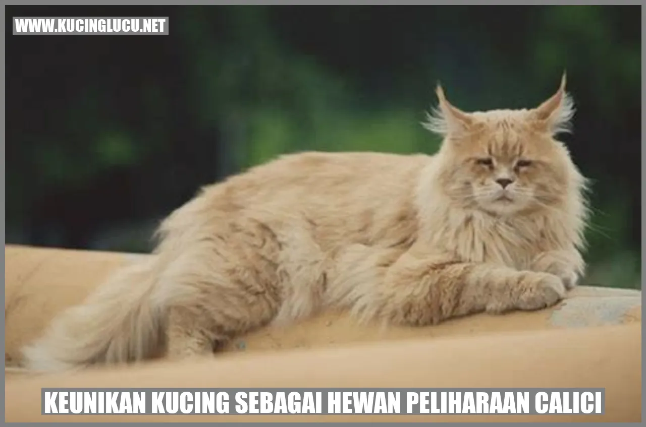Kucing Calici