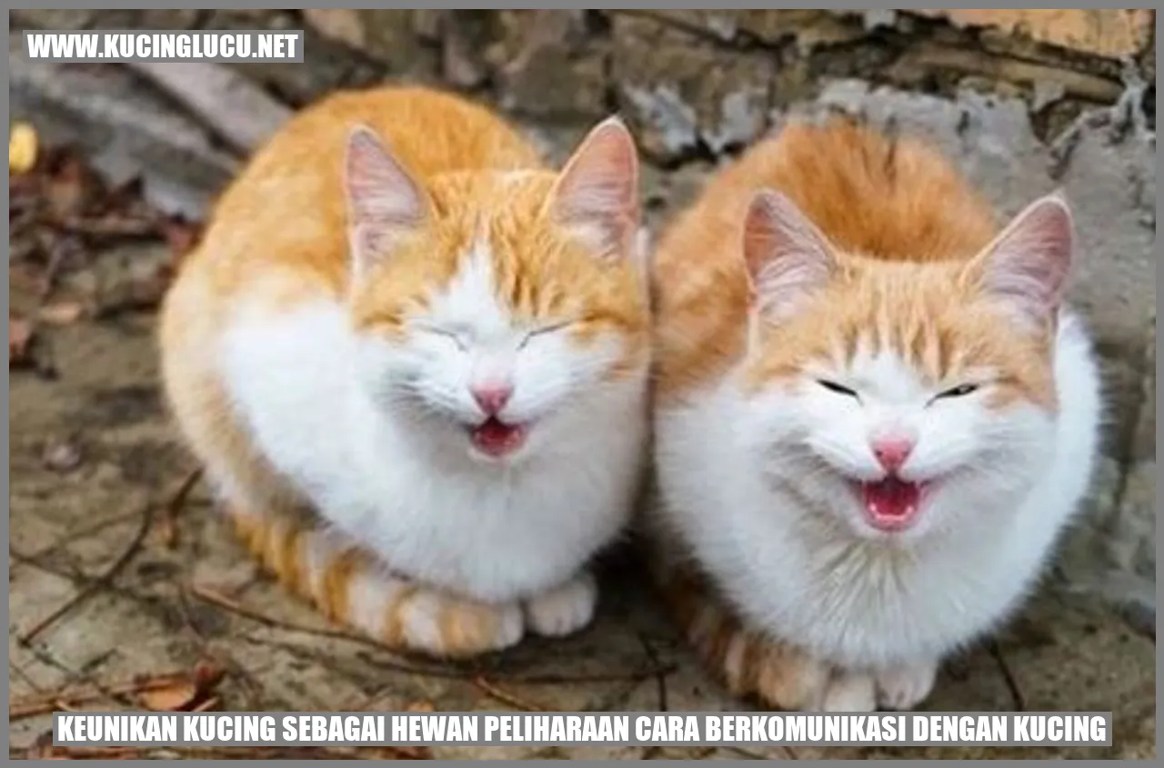 Kucing yang Menggemaskan