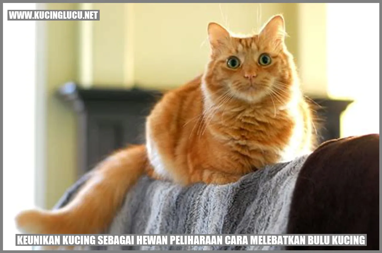 Gambar: Keunikan Kucing sebagai Hewan Peliharaan cara melebatkan bulu kucing