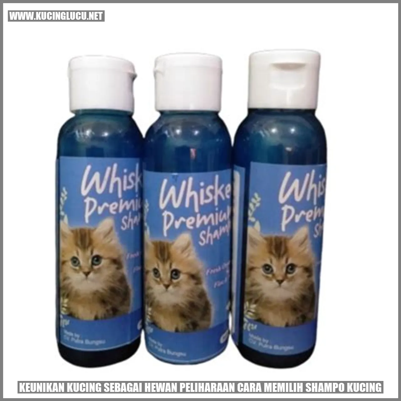 Gambar kucing