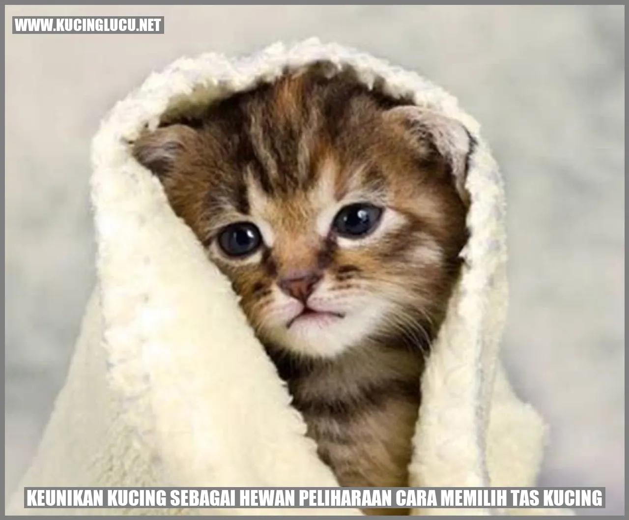 keistimewaan kucing