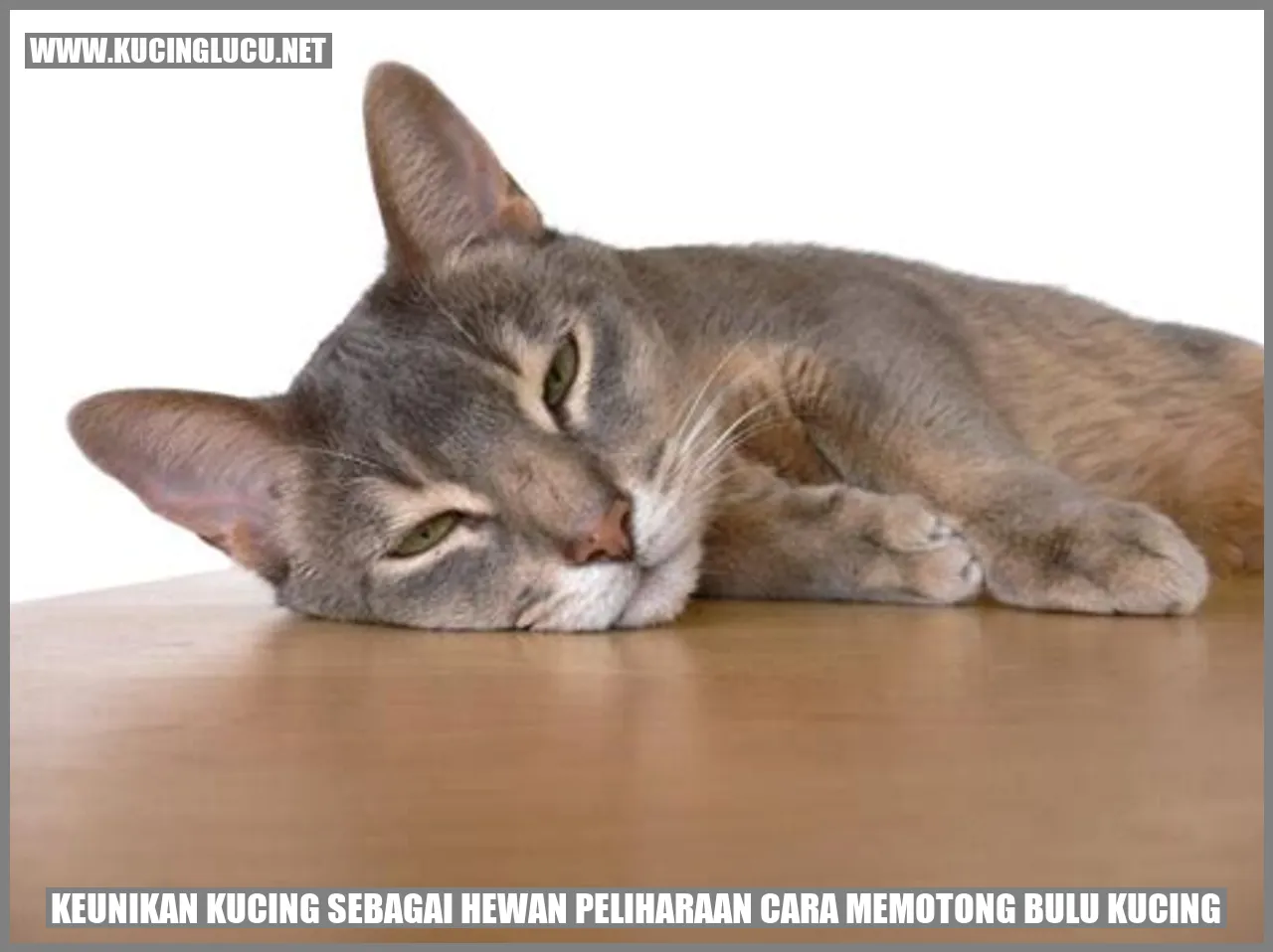 Gambar Kucing