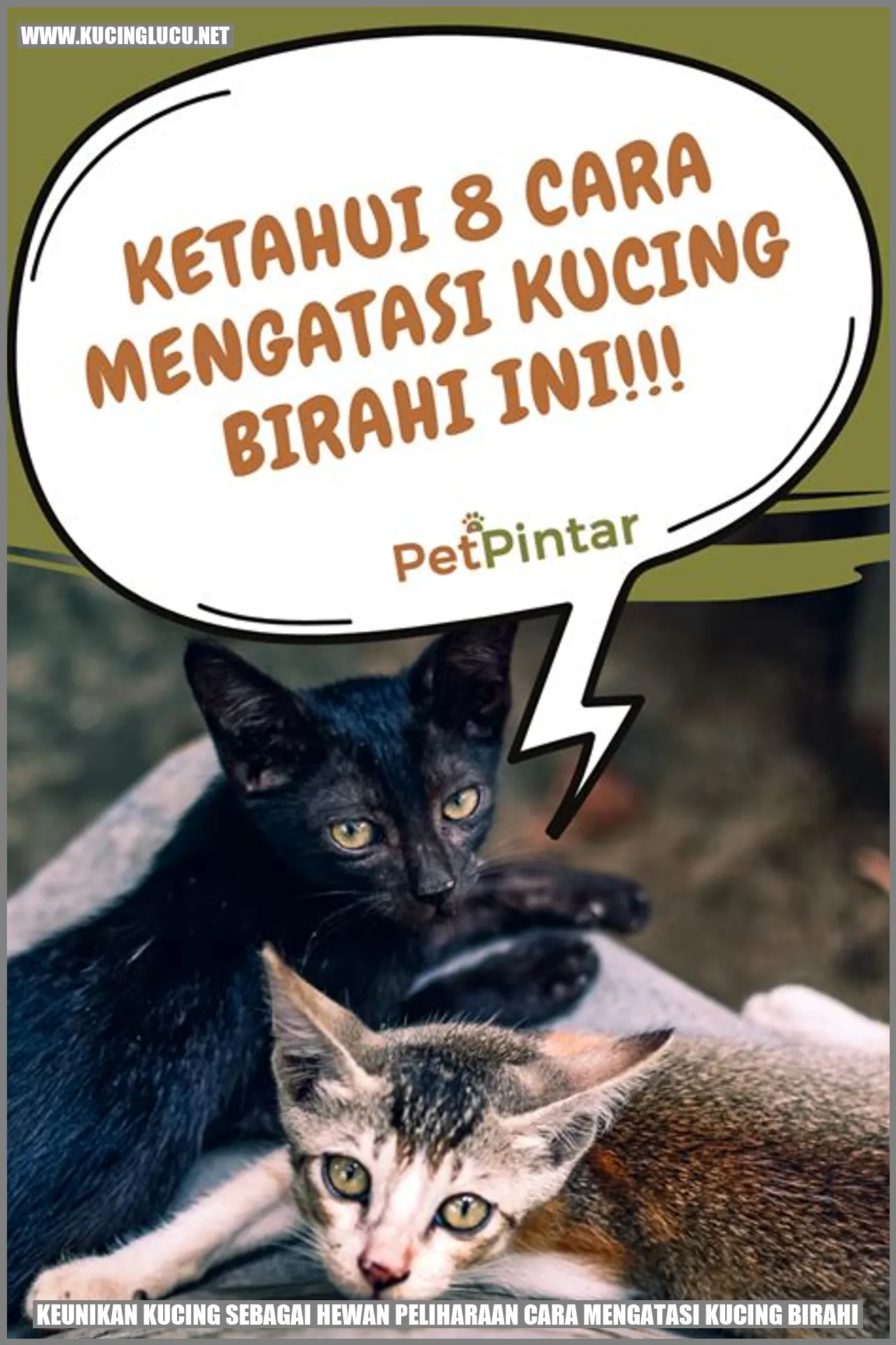 Keunikan Kucing sebagai Hewan Peliharaan cara mengatasi kucing birahi