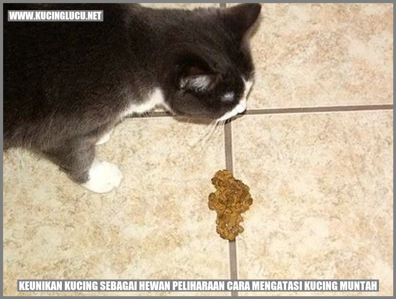 Kucing