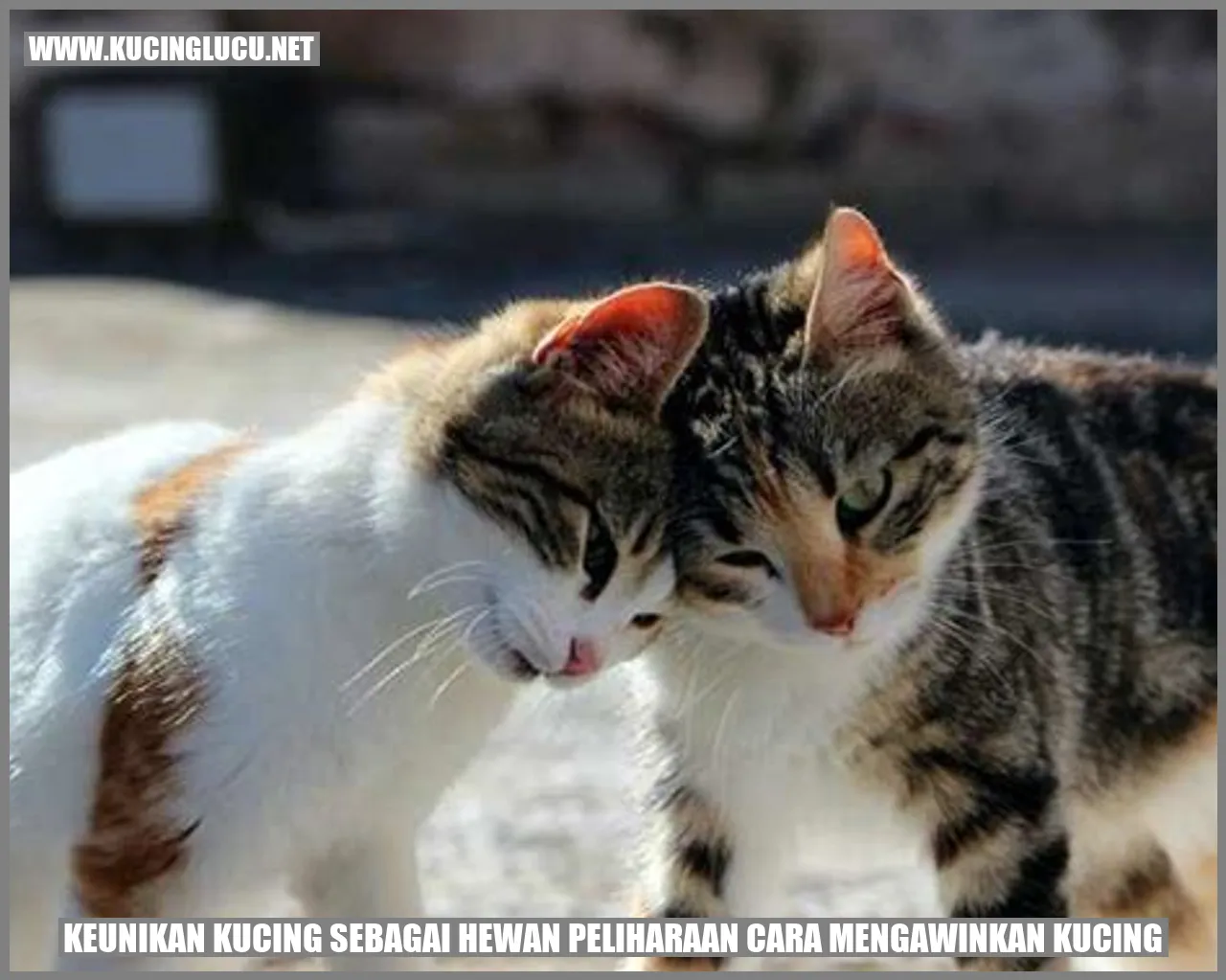 Kucing yang menggemaskan