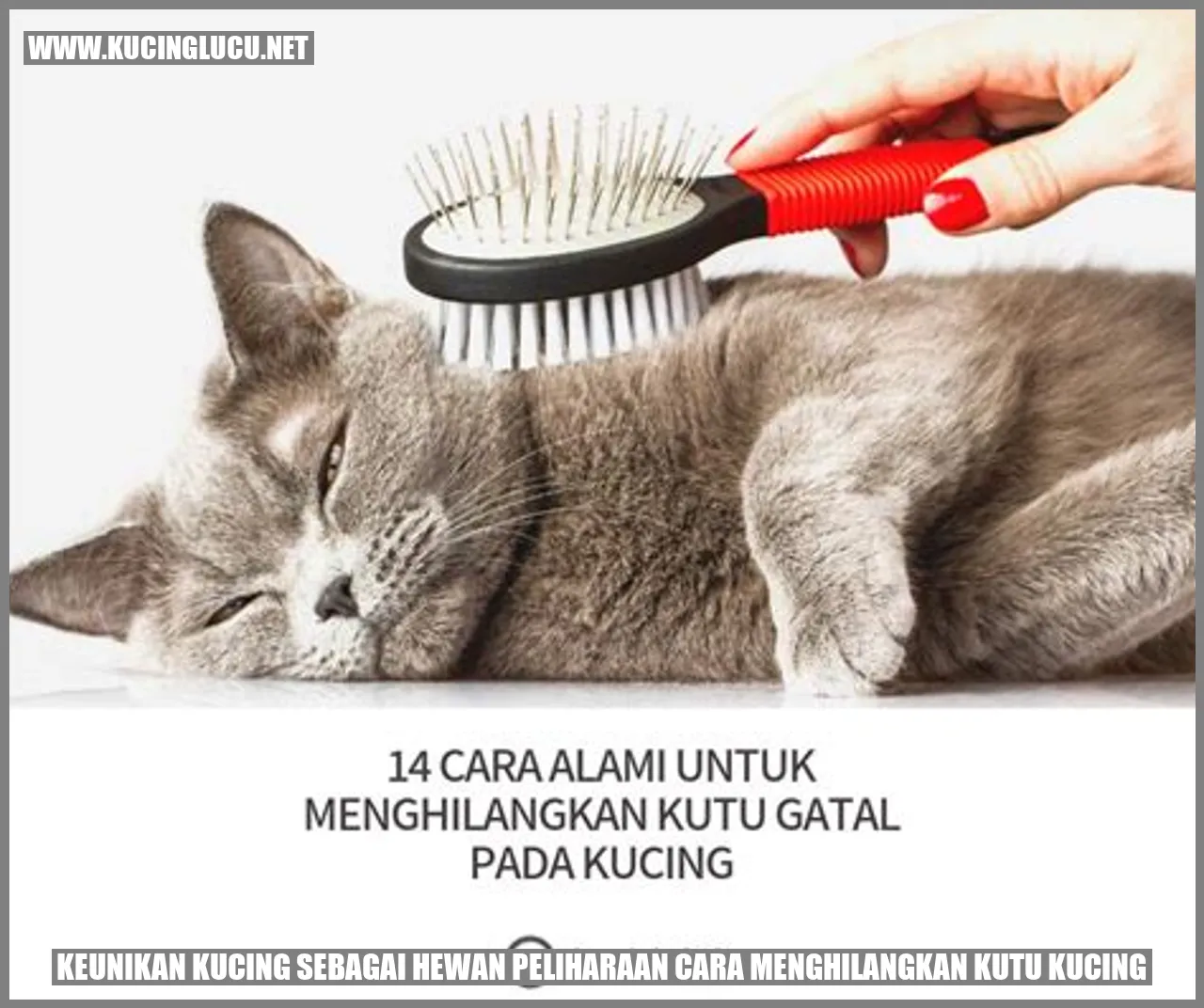 Gambar kucing