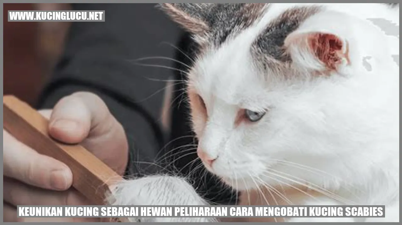 Kucing lucu