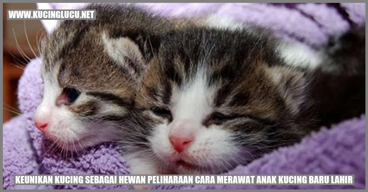 Gambar Kucing