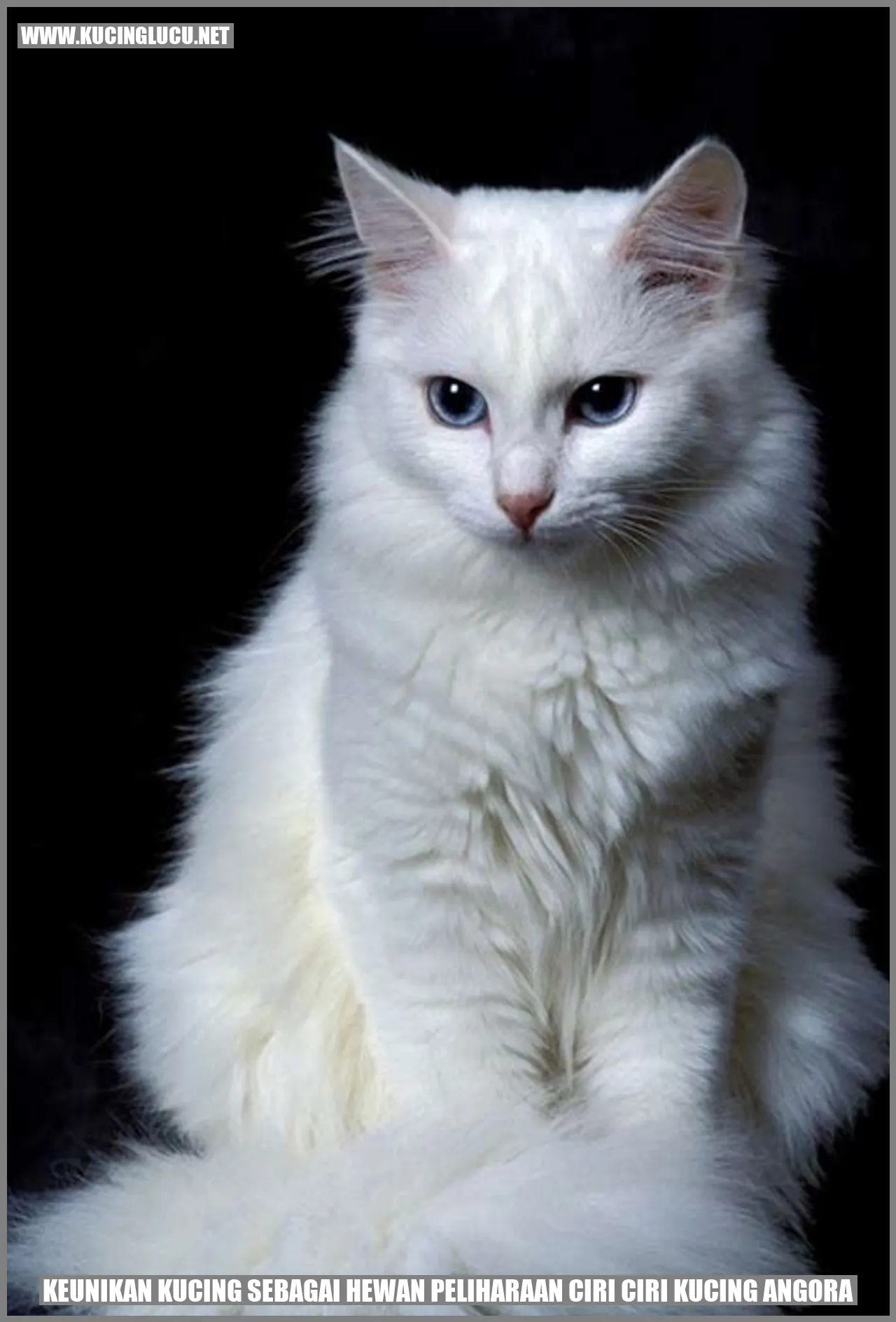 Kucing Angora