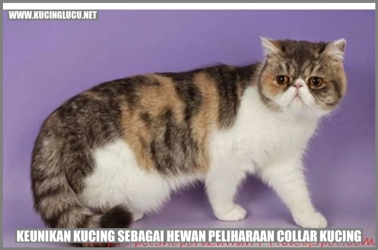 Keunikan Kucing sebagai Hewan Peliharaan collar kucing