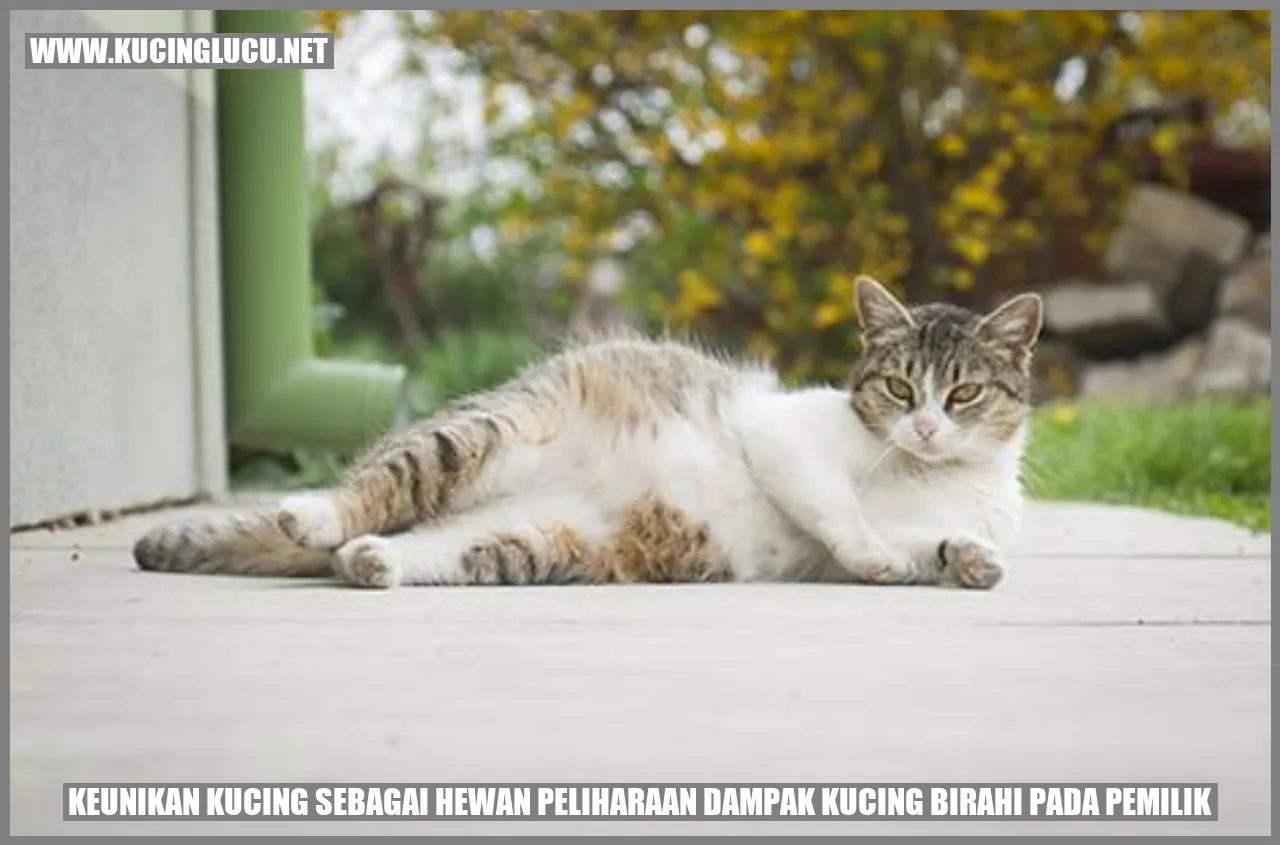 Gambar Kucing Lucu