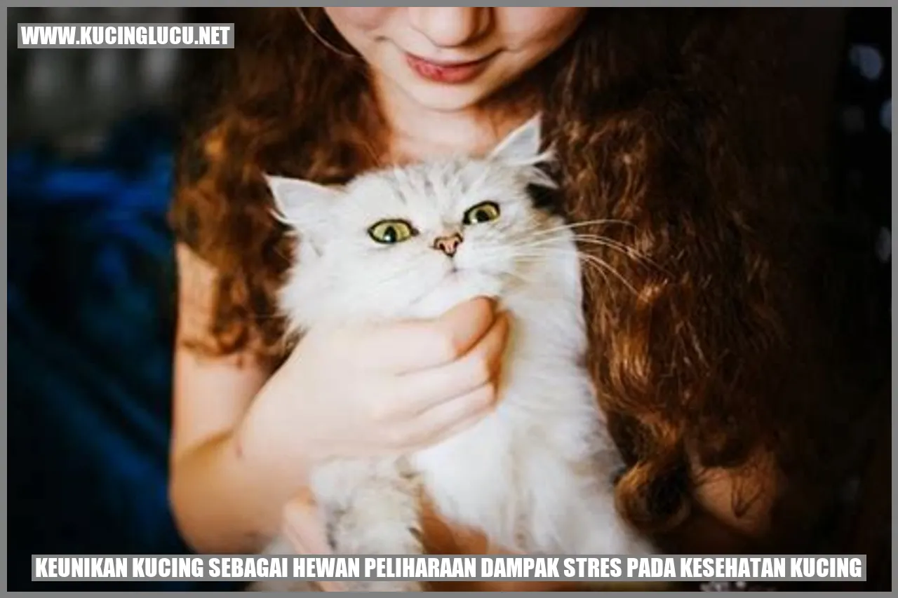 Kucing Lucu