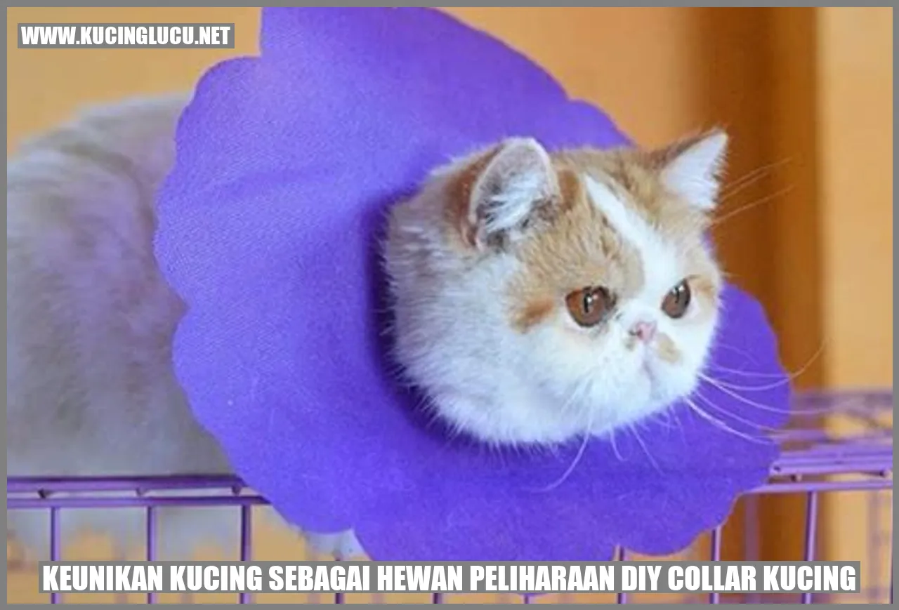 Keunikan Kucing sebagai Hewan Peliharaan DIY collar kucing