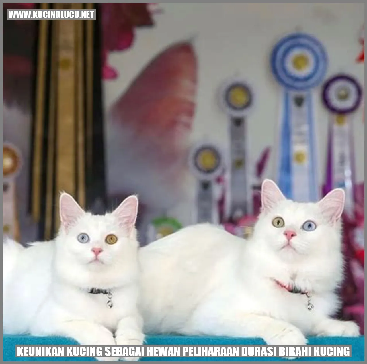 Keunikan Kucing