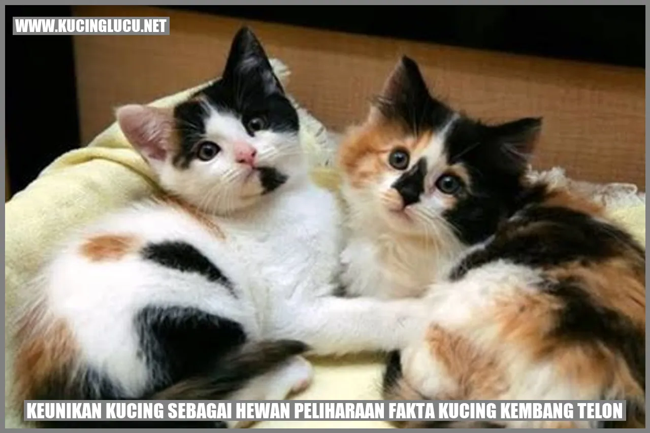 Kucing Menggembangkan Telinga