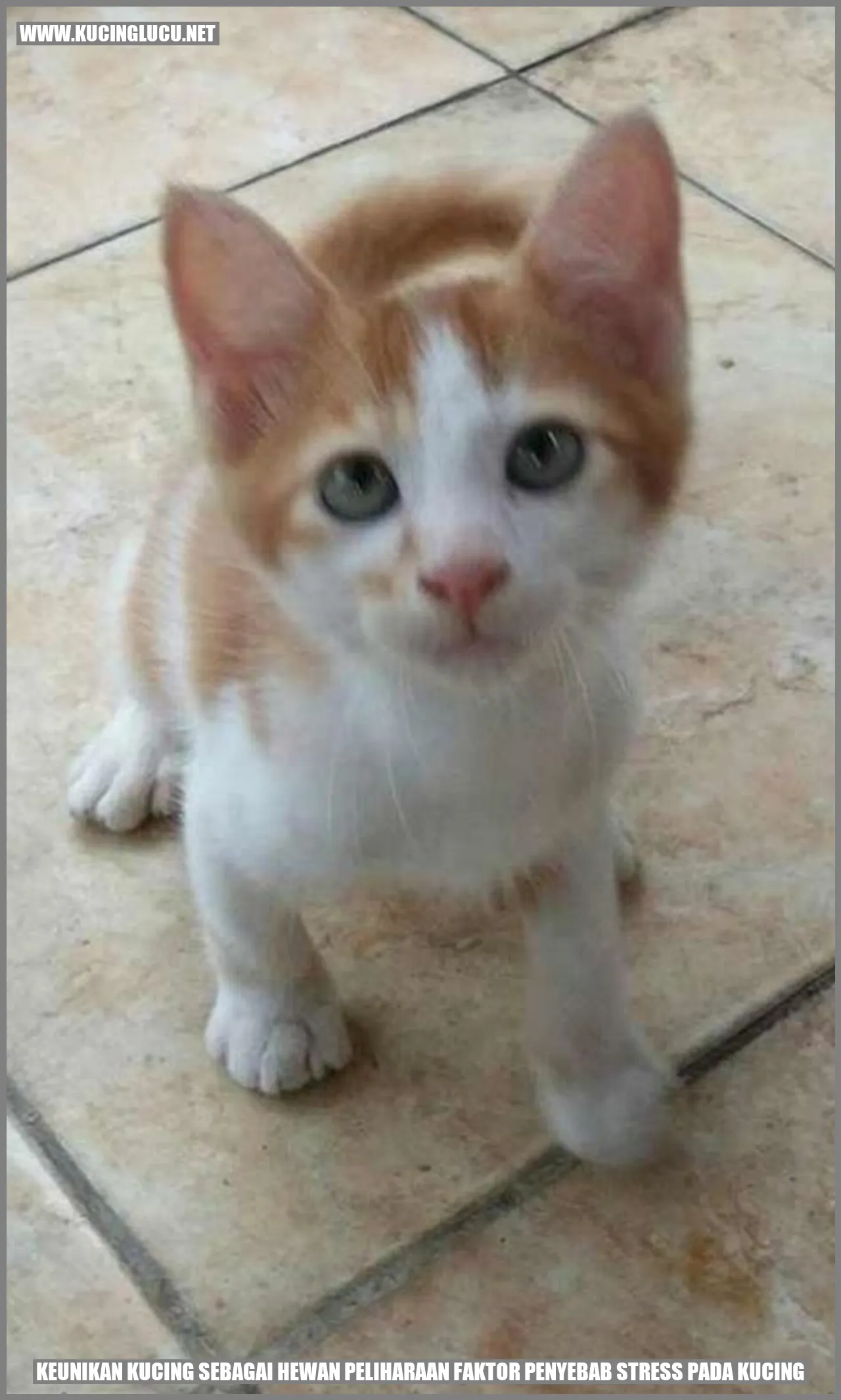 Kucing sebagai Hewan Peliharaan