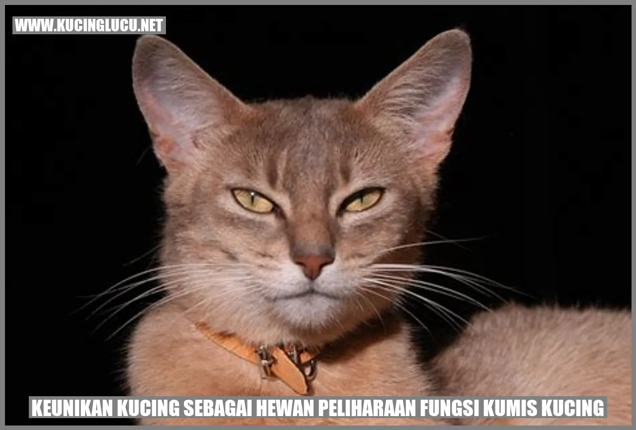 Keunikan Kucing sebagai Hewan Peliharaan fungsi kumis kucing