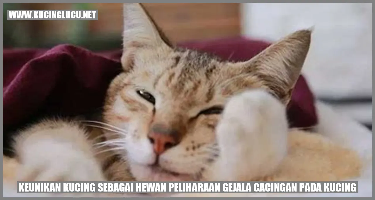 Keunikan Kucing sebagai Hewan Peliharaan
