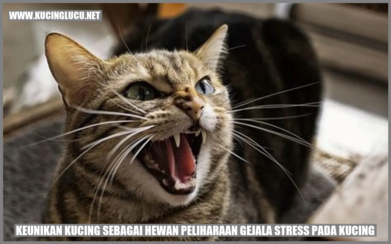 keunikan kucing