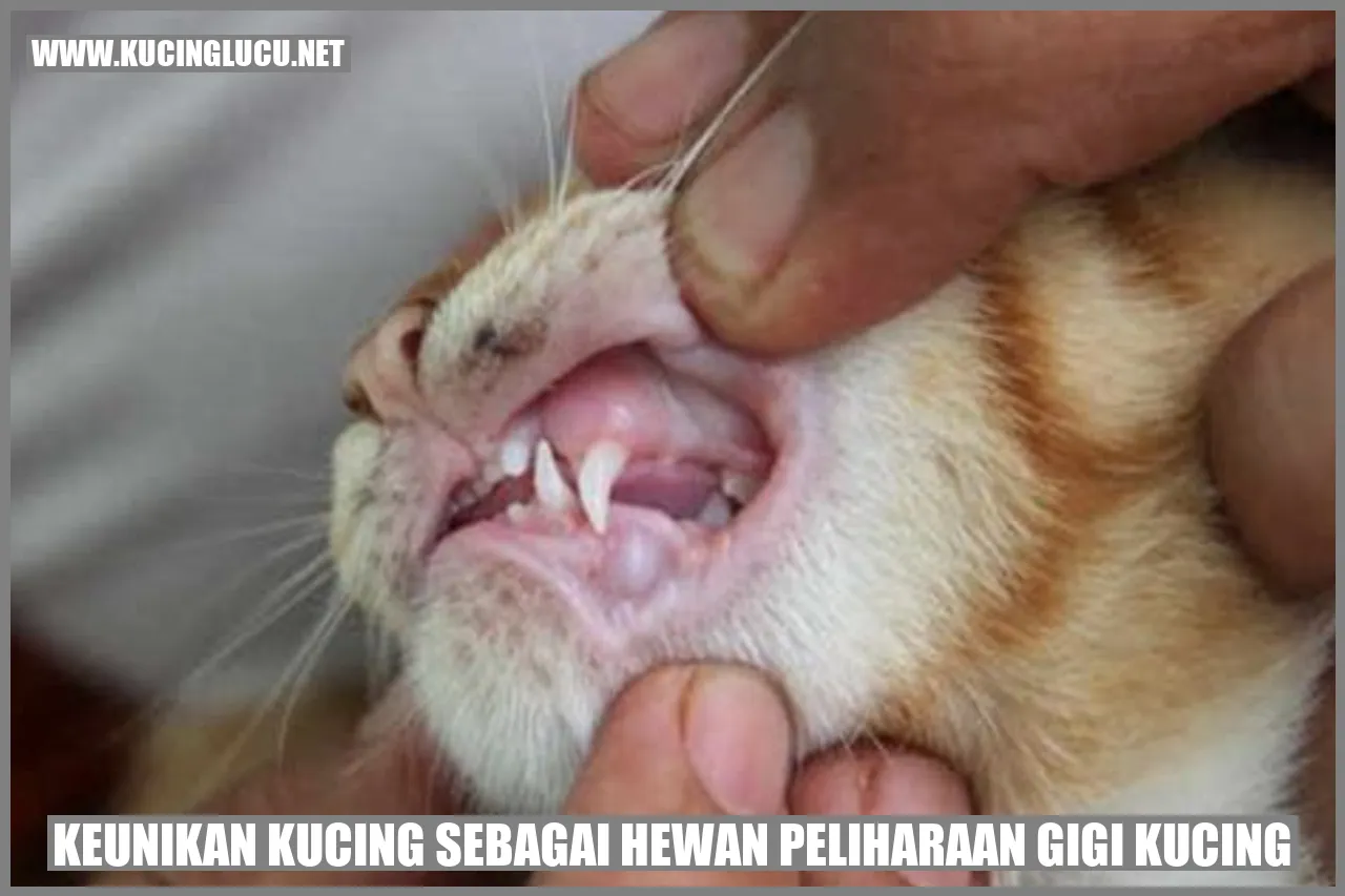 Kucing