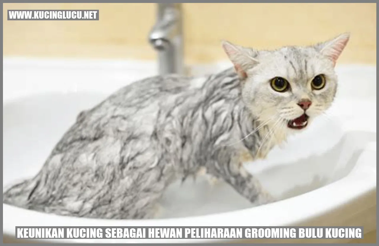 Gambar kucing yang sedang dirawat bulunya