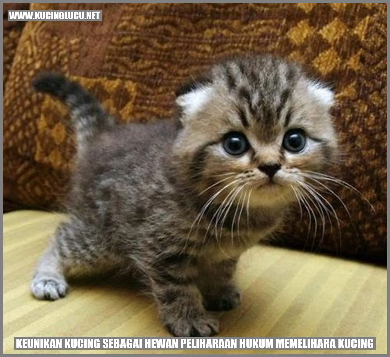 Gambar Kucing